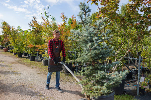 Reliable Succasunna, NJ Tree Services Solutions